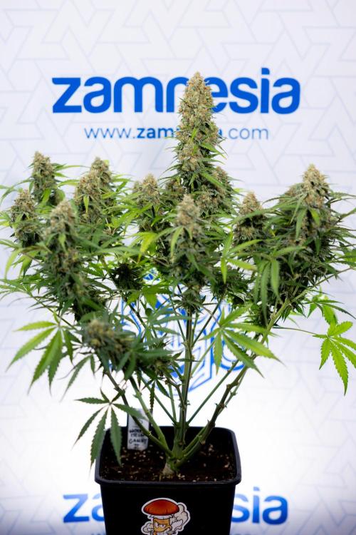 Watermelon Candy #1 -  Zamnesia x B&B. Week 10 - Watermelon Candy #1 - Harvest Day