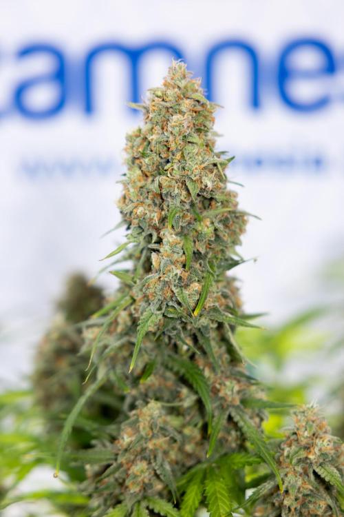 Watermelon Candy #1 -  Zamnesia x B&B. Week 10 - Watermelon Candy #1 - Harvest Day