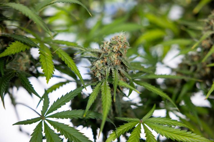 Watermelon Candy #1 -  Zamnesia x B&B. Week 10 - Watermelon Candy #1 - Harvest Day