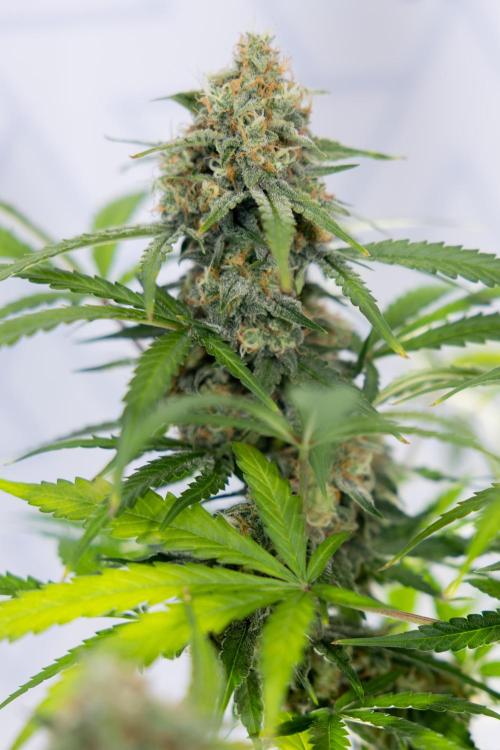 Watermelon Candy #1 -  Zamnesia x B&B. Week 10 - Watermelon Candy #1 - Harvest Day