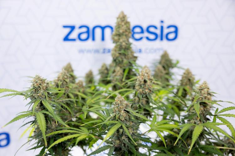 Watermelon Candy #1 -  Zamnesia x B&B. Week 10 - Watermelon Candy #1 - Harvest Day