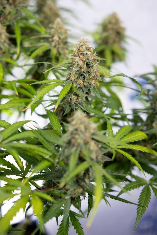 Watermelon Candy #1 -  Zamnesia x B&B. Week 10 - Watermelon Candy #1 - Harvest Day