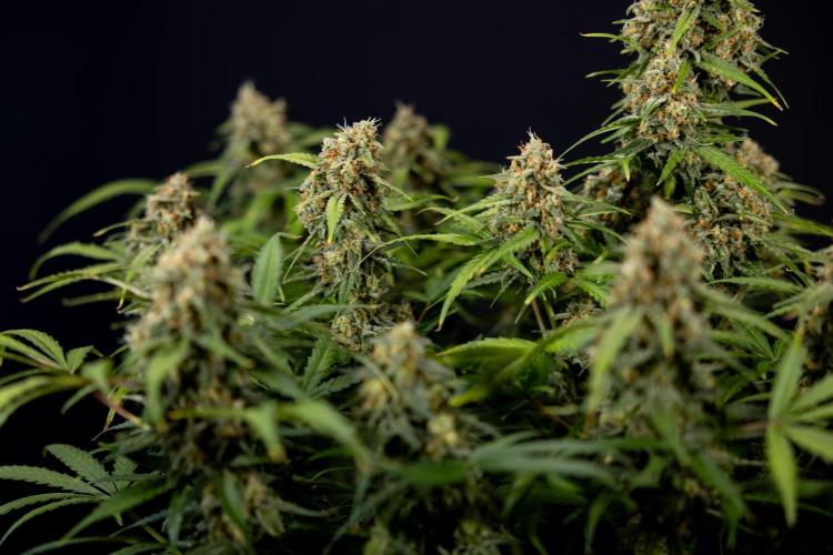 Watermelon Candy #1 -  Zamnesia x B&B. Week 10 - Watermelon Candy #1 - Harvest Day