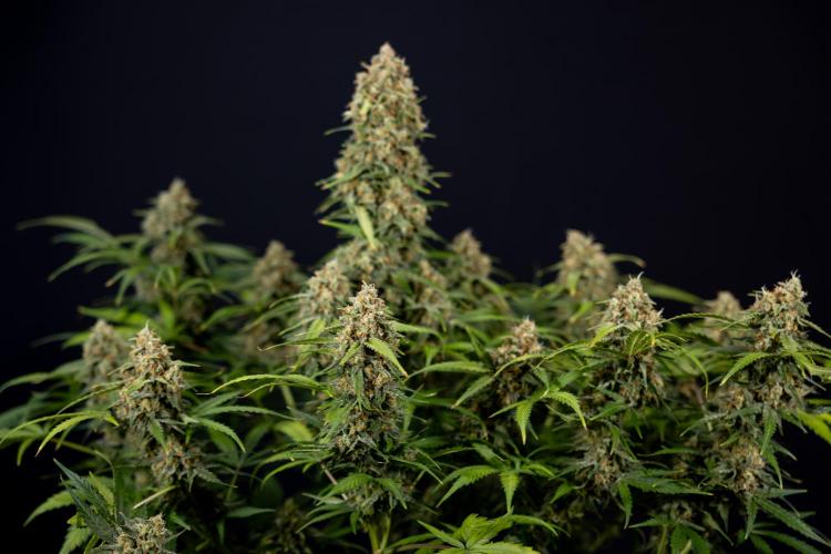 Watermelon Candy #1 -  Zamnesia x B&B. Week 10