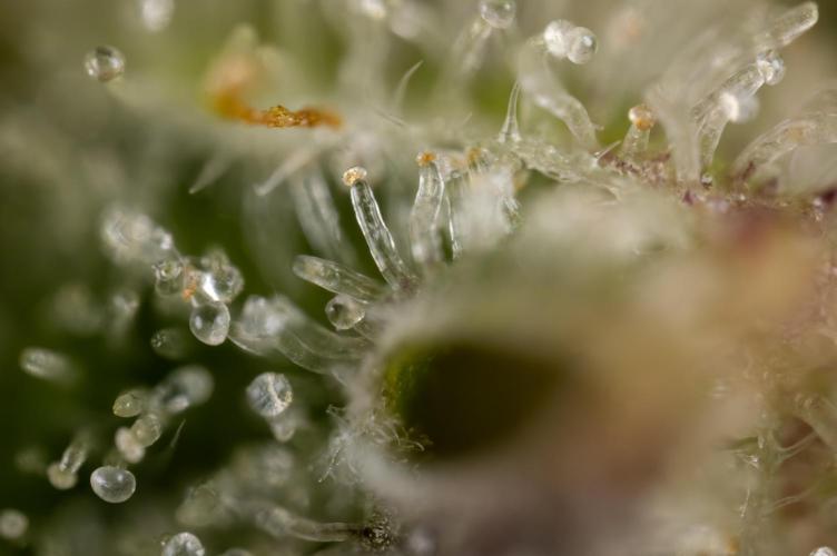 Watermelon Candy #1 -  Zamnesia x B&B. Week 10 - Watermelon Candy #1 - Harvest Day