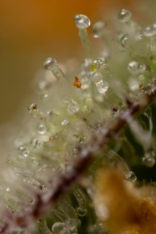 Watermelon Candy #1 -  Zamnesia x B&B. Week 10 - Watermelon Candy #1 - Micro Worlds