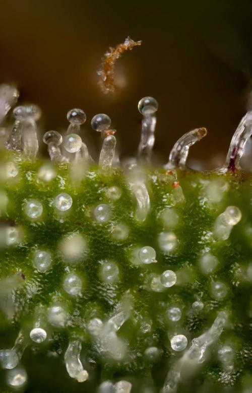 Watermelon Candy #1 -  Zamnesia x B&B. Week 10 - Watermelon Candy #1 - Micro Worlds