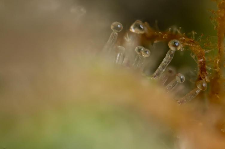 Watermelon Candy #1 -  Zamnesia x B&B. Week 10 - Watermelon Candy #1 - Micro Worlds