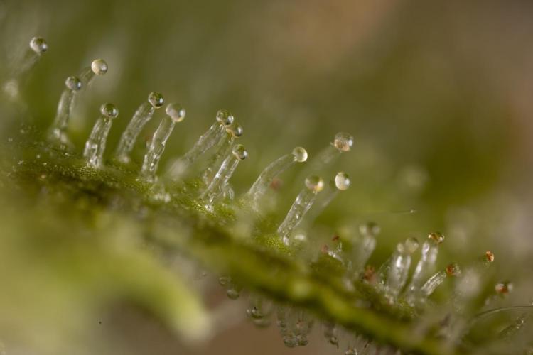 Watermelon Candy #1 -  Zamnesia x B&B. Week 10 - Watermelon Candy #1 - Micro Worlds