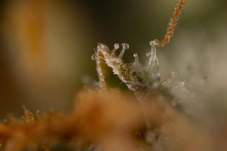 Watermelon Candy #1 -  Zamnesia x B&B. Week 10 - Watermelon Candy #1 - Micro Worlds