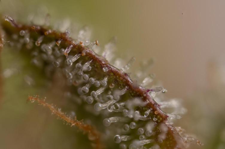 Watermelon Candy #1 -  Zamnesia x B&B. Week 10 - Watermelon Candy #1 - Micro Worlds