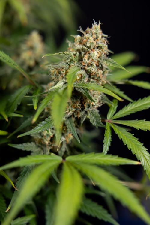 Watermelon Candy #1 -  Zamnesia x B&B. Week 10 - Watermelon Candy #1 - Harvest Day