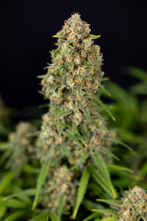 Watermelon Candy #1 -  Zamnesia x B&B. Week 10