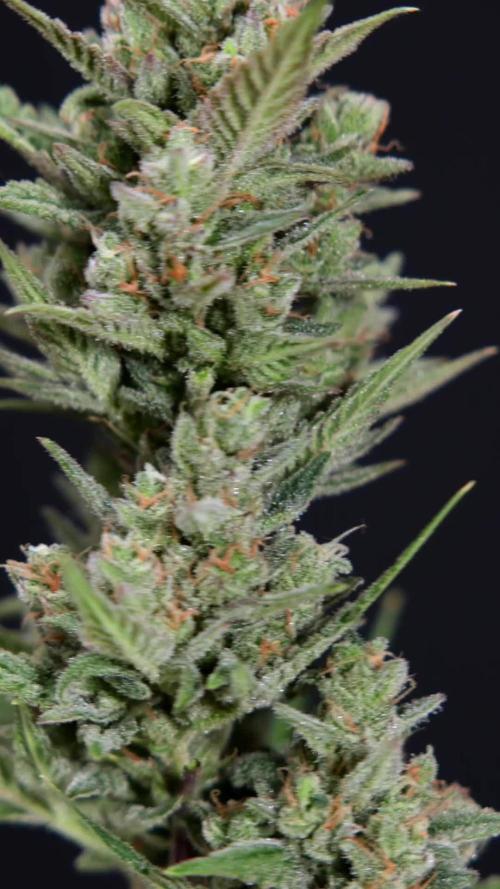 Monster Dwarf #2 Auto - Zamnesia x B&B