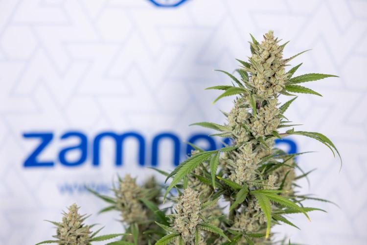 Monster Dwarf #2 Auto - Zamnesia x B&B. Week 10 - Monster Dwarf #2 - LST - Harvest Day - Week 10