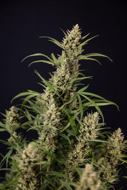 Monster Dwarf #2 Auto - Zamnesia x B&B. Week 10 - Monster Dwarf #2 - LST - Harvest Day - Week 10