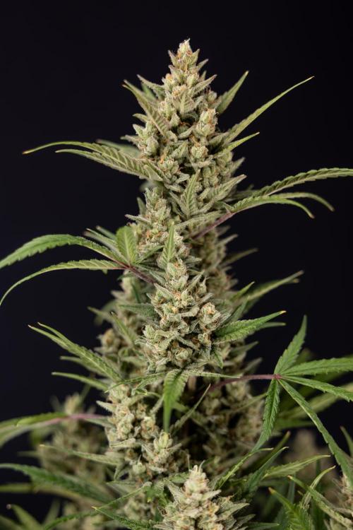 Monster Dwarf #2 Auto - Zamnesia x B&B. Week 10 - Monster Dwarf #2 - LST - Harvest Day - Week 10