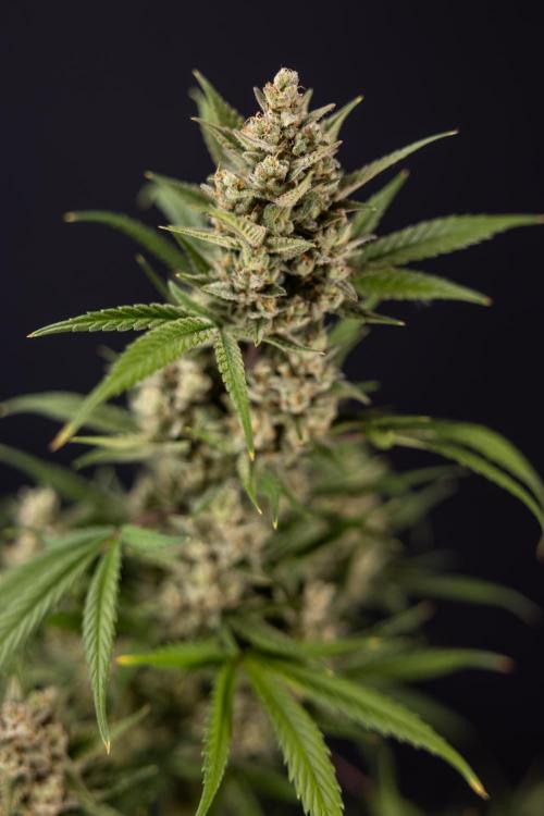 Monster Dwarf #2 Auto - Zamnesia x B&B. Week 10 - Monster Dwarf #2 - LST - Harvest Day - Week 10