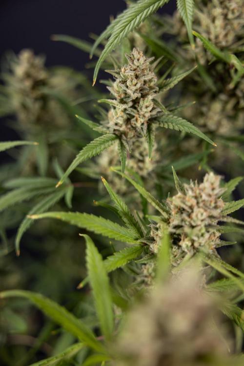 Monster Dwarf #2 Auto - Zamnesia x B&B. Week 10 - Monster Dwarf #2 - LST - Harvest Day - Week 10