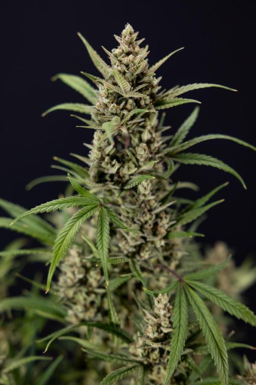 Monster Dwarf #2 Auto - Zamnesia x B&B. Week 10 - Monster Dwarf #2 - LST - Harvest Day - Week 10