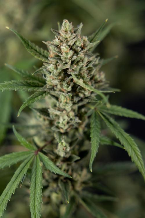 Monster Dwarf #2 Auto - Zamnesia x B&B. Week 10 - Monster Dwarf #2 - LST - Harvest Day - Week 10