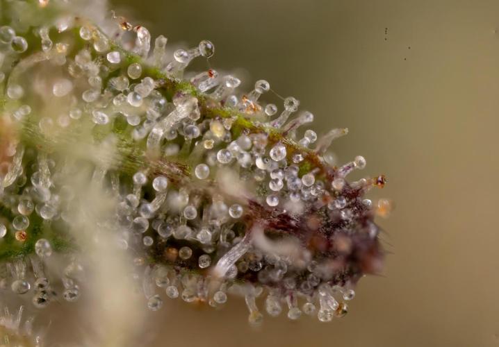 Monster Dwarf #2 Auto - Zamnesia x B&B. Week 10 - Monster Dwarf #2 - LST - Micro Worlds x10