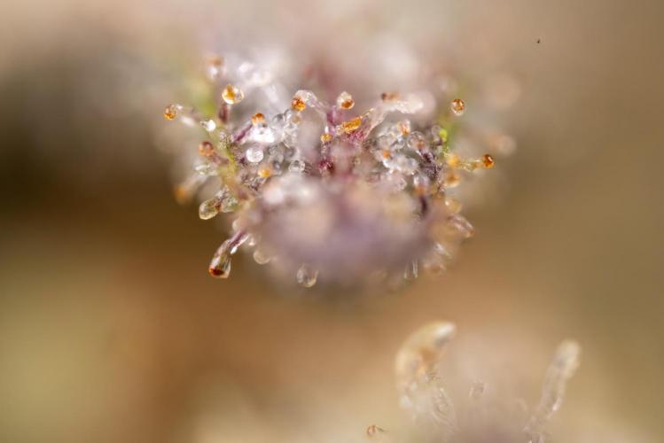 Monster Dwarf #2 Auto - Zamnesia x B&B. Week 10 - Monster Dwarf #2 - LST - Micro Worlds x10