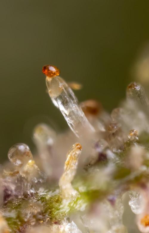 Monster Dwarf #2 Auto - Zamnesia x B&B. Week 10 - Monster Dwarf #2 - LST - Micro Worlds x10