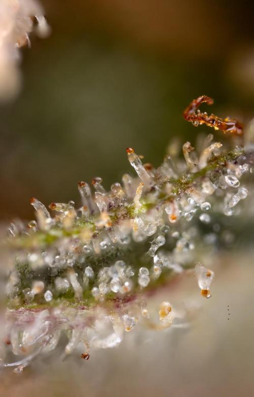 Monster Dwarf #2 Auto - Zamnesia x B&B. Week 10 - Monster Dwarf #2 - LST - Micro Worlds x10