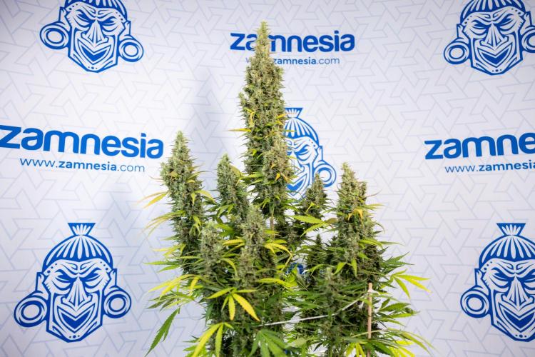 Karen Kush Auto #1 - Zamnesia x B&B. Week 10 - Karen Kush #1 - No Techniques - Harvest Day