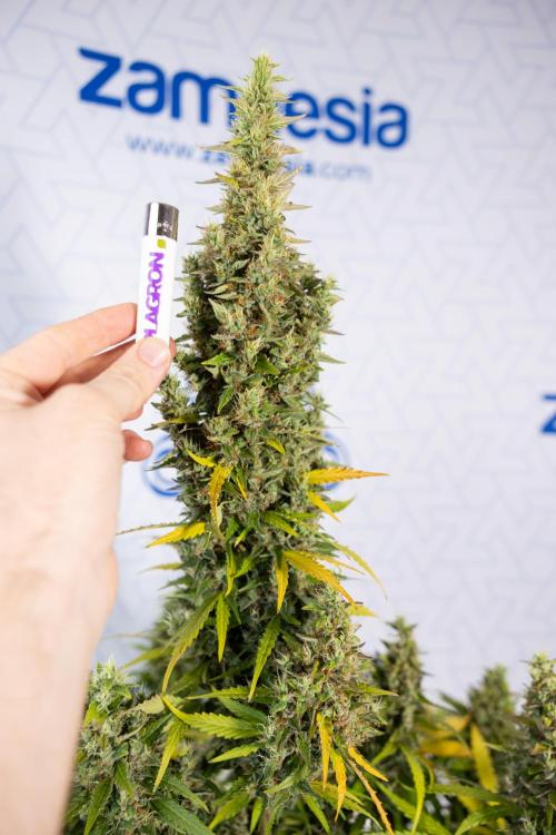 Karen Kush Auto #1 - Zamnesia x B&B. Week 10 - Karen Kush #1 - No Techniques - Harvest Day