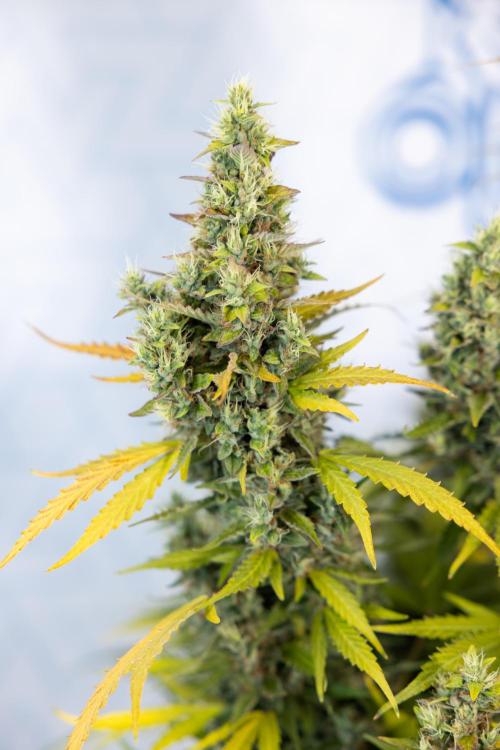 Karen Kush Auto #1 - Zamnesia x B&B. Week 10 - Karen Kush #1 - No Techniques - Harvest Day