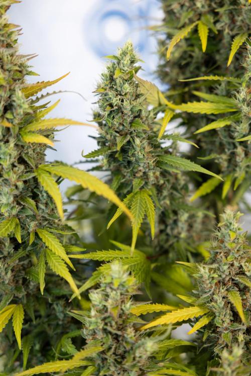 Karen Kush Auto #1 - Zamnesia x B&B. Week 10 - Karen Kush #1 - No Techniques - Harvest Day