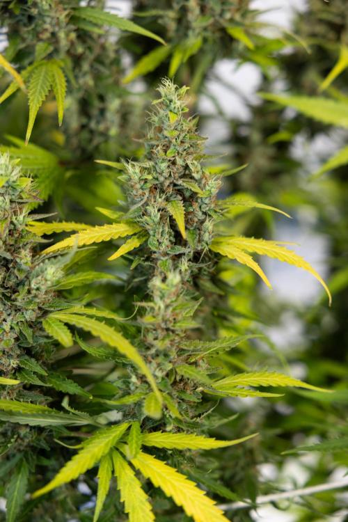 Karen Kush Auto #1 - Zamnesia x B&B. Week 10 - Karen Kush #1 - No Techniques - Harvest Day