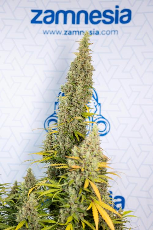 Karen Kush Auto #1 - Zamnesia x B&B. Week 10 - Karen Kush #1 - No Techniques - Harvest Day