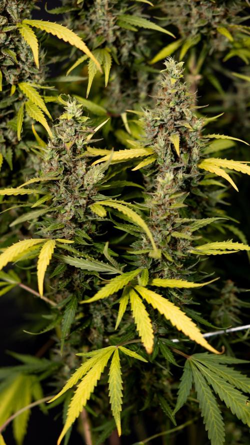 Karen Kush Auto #1 - Zamnesia x B&B. Week 10 - Karen Kush #1 - No Techniques - Harvest Day