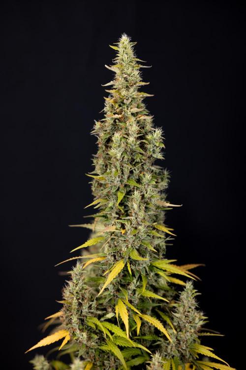 Karen Kush Auto #1 - Zamnesia x B&B. Week 10 - Karen Kush #1 - No Techniques - Harvest Day