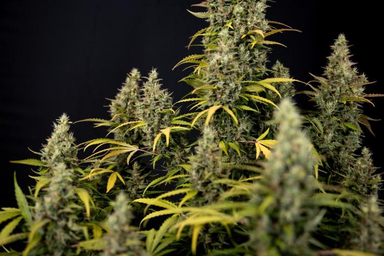 Karen Kush Auto #1 - Zamnesia x B&B. Week 10 - Karen Kush #1 - No Techniques - Harvest Day