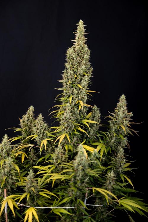 Karen Kush Auto #1 - Zamnesia x B&B. Week 10 - Karen Kush #1 - No Techniques - Harvest Day