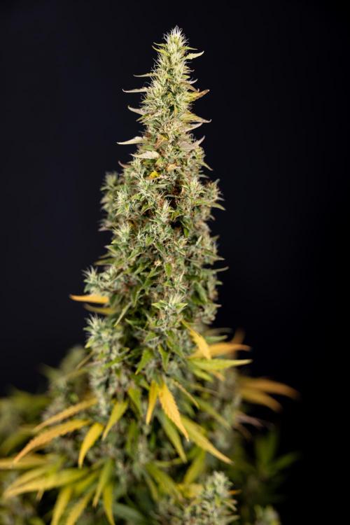 Karen Kush Auto #1 - Zamnesia x B&B. Week 10 - Karen Kush #1 - No Techniques - Harvest Day