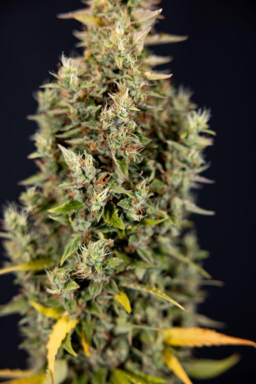 Karen Kush Auto #1 - Zamnesia x B&B. Week 10 - Karen Kush #1 - No Techniques - Harvest Day