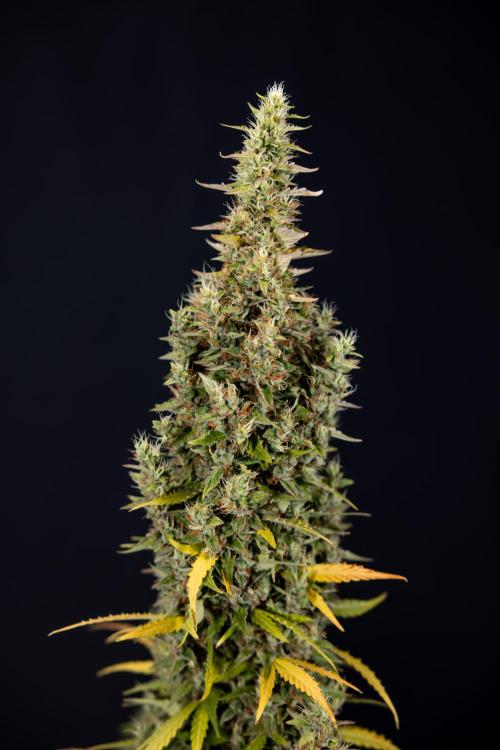 Karen Kush Auto #1 - Zamnesia x B&B. Week 10 - Karen Kush #1 - No Techniques - Harvest Day