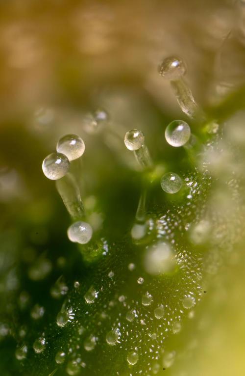 Karen Kush Auto #1 - Zamnesia x B&B. Week 10 - Karen Kush #1 - Micro Wolrds 10x