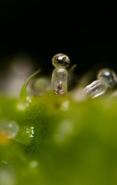 Karen Kush Auto #1 - Zamnesia x B&B. Week 10 - Karen Kush #1 - Micro Wolrds 10x