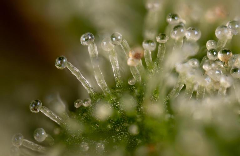 Karen Kush Auto #1 - Zamnesia x B&B. Week 10 - Karen Kush #1 - Micro Wolrds 10x