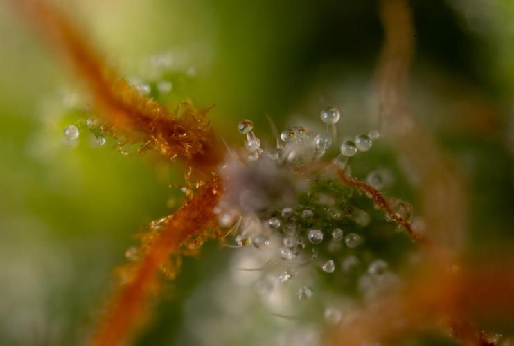 Karen Kush Auto #1 - Zamnesia x B&B. Week 10 - Karen Kush #1 - Micro Wolrds 10x