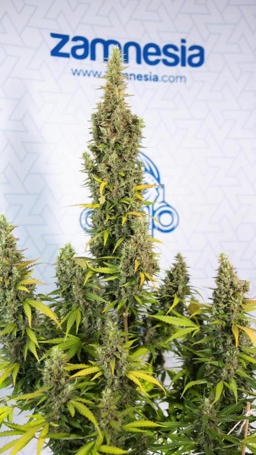 Karen Kush Auto #1 - Zamnesia x B&B