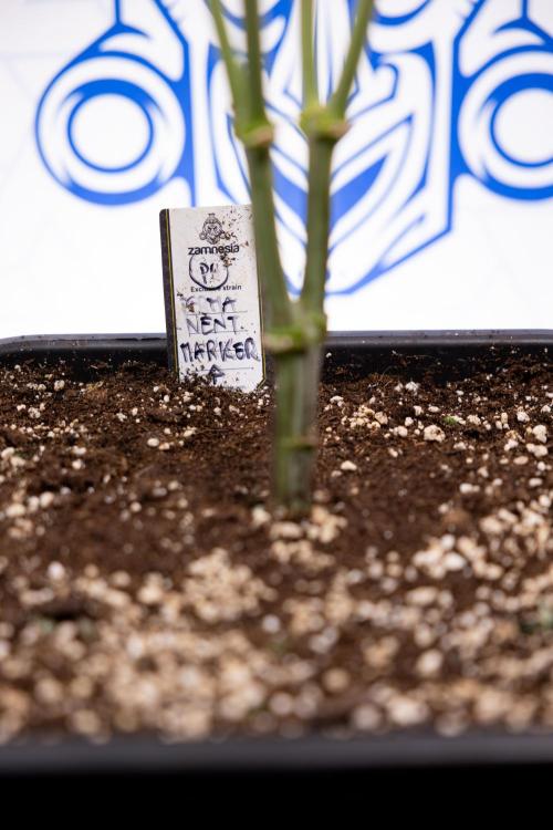 Permanent Marker - Zamnesia x B&B. Week 7 - Permanent Marker - Week 7 - 1st Bloom