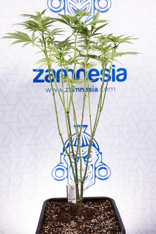 Permanent Marker - Zamnesia x B&B. Week 7 - Permanent Marker - Week 7 - 1st Bloom