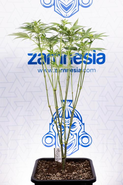 Permanent Marker - Zamnesia x B&B. Week 7 - Permanent Marker - Week 7 - 1st Bloom